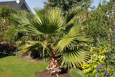 Washingtonia robusta